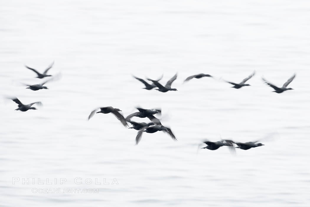 Double-crested cormorants in flight at sunrise, long exposure produces a blurred motion. La Jolla, California, USA, Phalacrocorax auritus, natural history stock photograph, photo id 20461