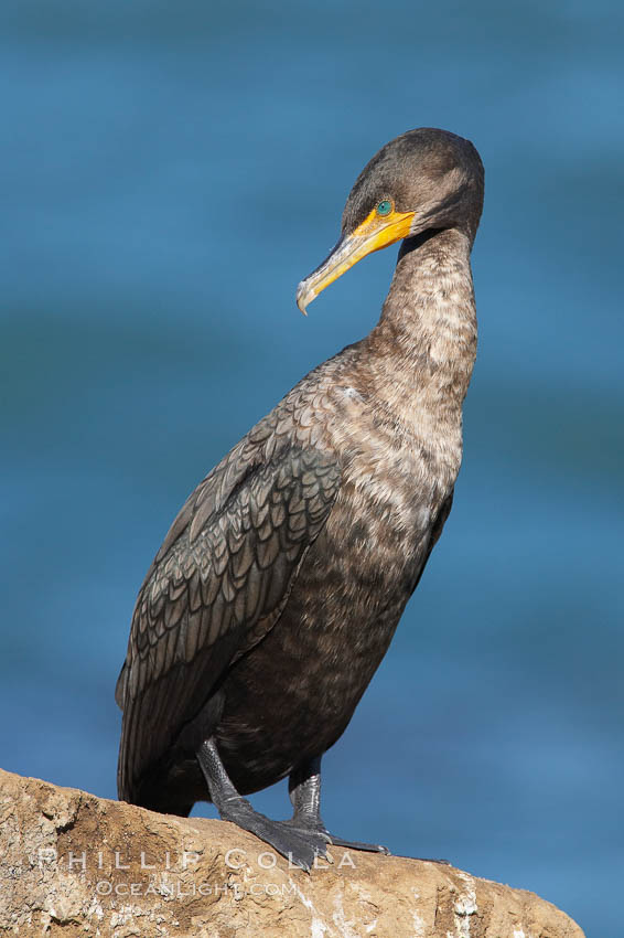 Double-crested cormorant, breeding plumage showing tufts. La Jolla, California, USA, Phalacrocorax auritus, natural history stock photograph, photo id 20953