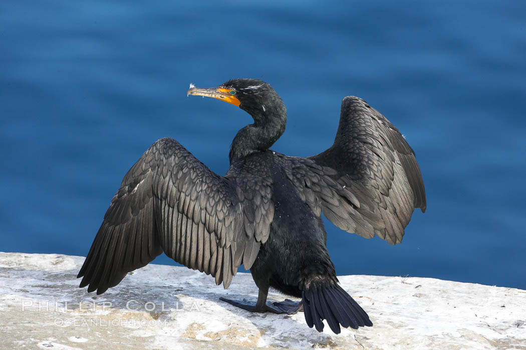 Double-crested cormorant drys its wings in the sun following a morning of foraging in the ocean, La Jolla cliffs, near San Diego. California, USA, Phalacrocorax auritus, natural history stock photograph, photo id 15082