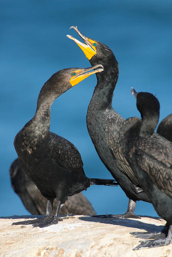 Double-crested cormorant, La Jolla cliffs, near San Diego. California, USA, Phalacrocorax auritus, natural history stock photograph, photo id 15090