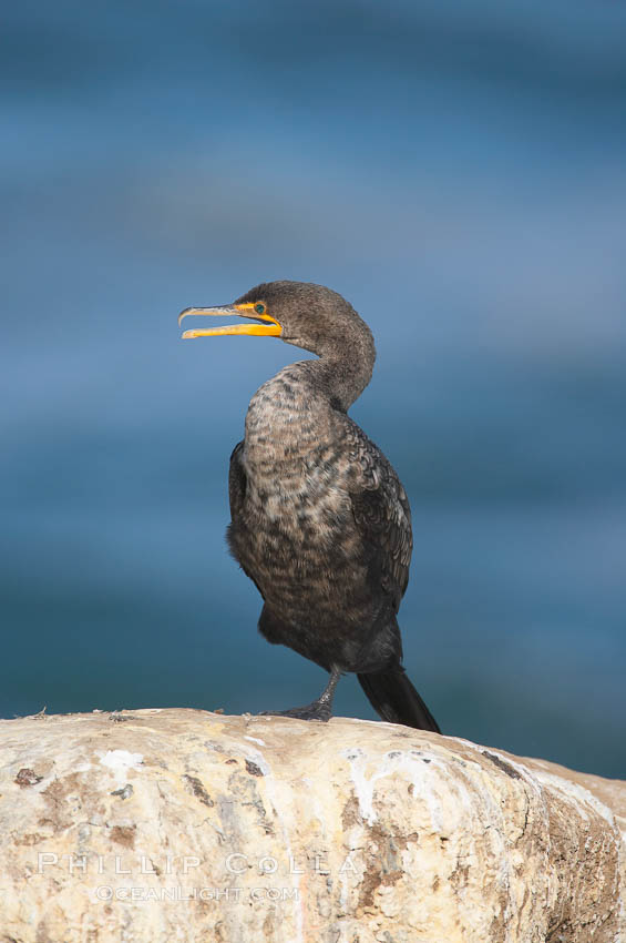 Double-crested cormorant, La Jolla cliffs, near San Diego. California, USA, Phalacrocorax auritus, natural history stock photograph, photo id 15098