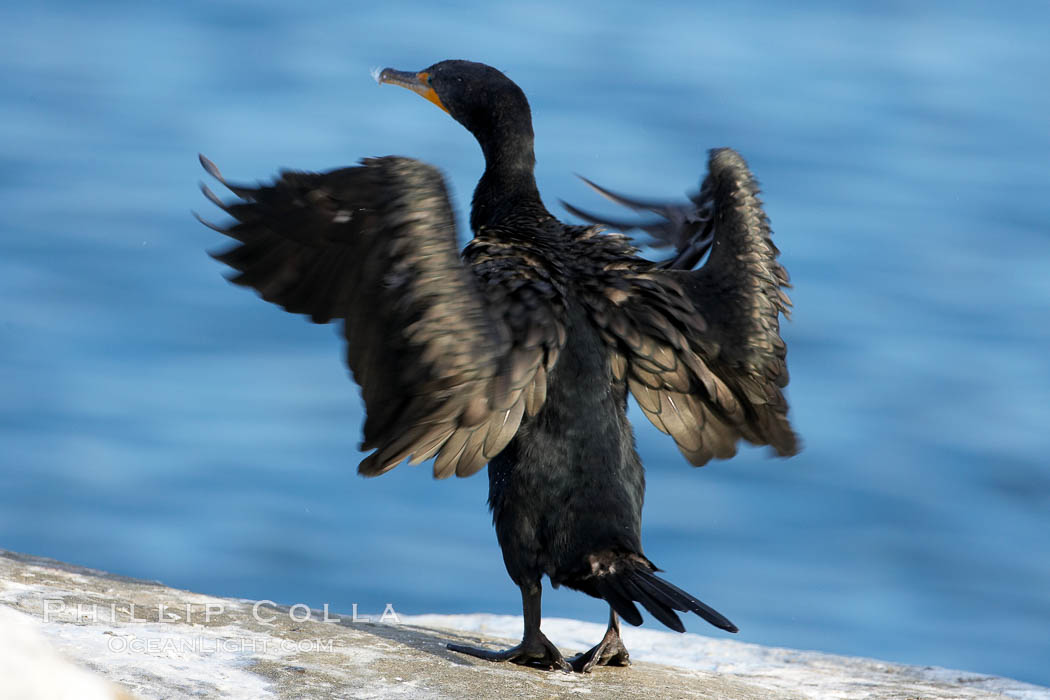 Double-crested cormorant drys its wings in the sun following a morning of foraging in the ocean, La Jolla cliffs, near San Diego. California, USA, Phalacrocorax auritus, natural history stock photograph, photo id 15102