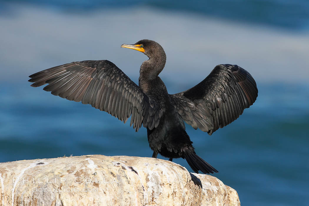Double-crested cormorant drys its wings in the sun following a morning of foraging in the ocean, La Jolla cliffs, near San Diego. California, USA, Phalacrocorax auritus, natural history stock photograph, photo id 15100