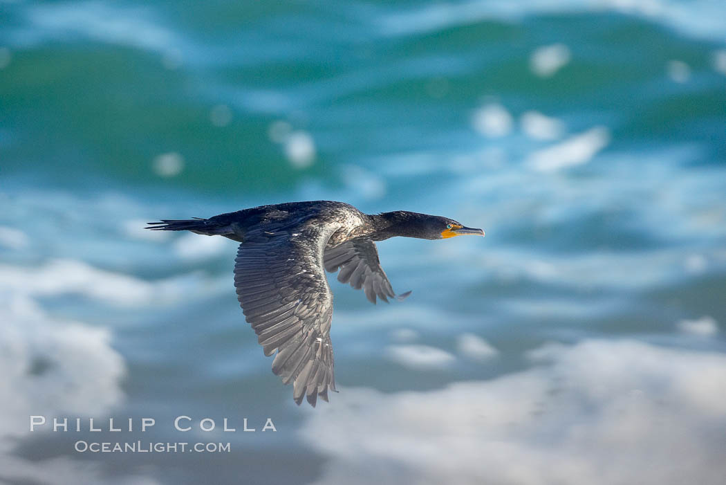 Double-crested cormorant, La Jolla cliffs, near San Diego. California, USA, Phalacrocorax auritus, natural history stock photograph, photo id 15087