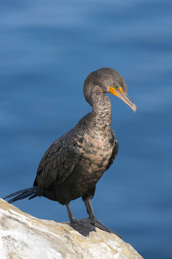 Double-crested cormorant, La Jolla cliffs, near San Diego. California, USA, Phalacrocorax auritus, natural history stock photograph, photo id 15073