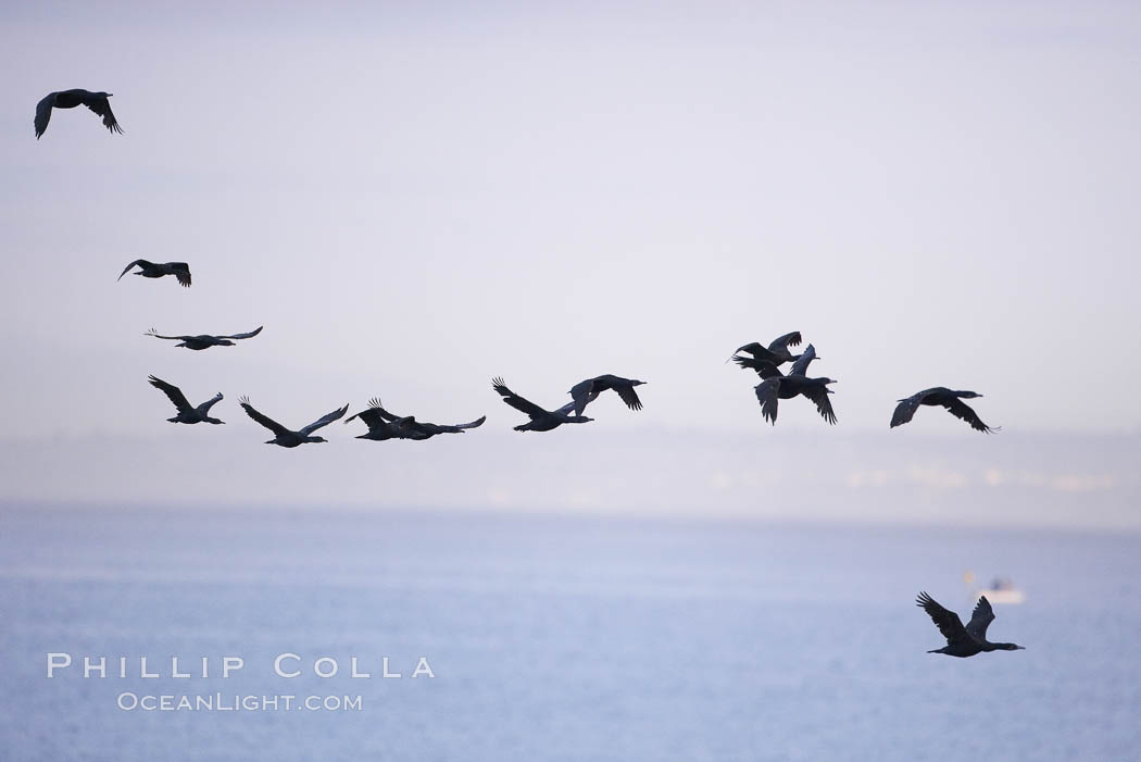 Double-crested cormorant, La Jolla cliffs, near San Diego. California, USA, Phalacrocorax auritus, natural history stock photograph, photo id 15077