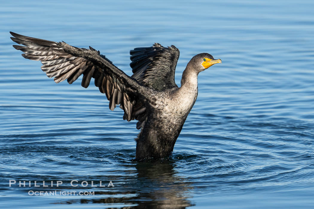 Double-Crested Cormorant Stretching Its Wings. Bolsa Chica State Ecological Reserve, Huntington Beach, California, USA, Phalacrocorax penicillatus, natural history stock photograph, photo id 40027