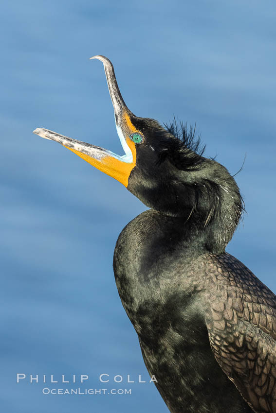 Double-crested cormorant vocalizing, calling, showing mating nuptial crests on its head. La Jolla, California, USA, Phalacrocorax auritus, natural history stock photograph, photo id 36877
