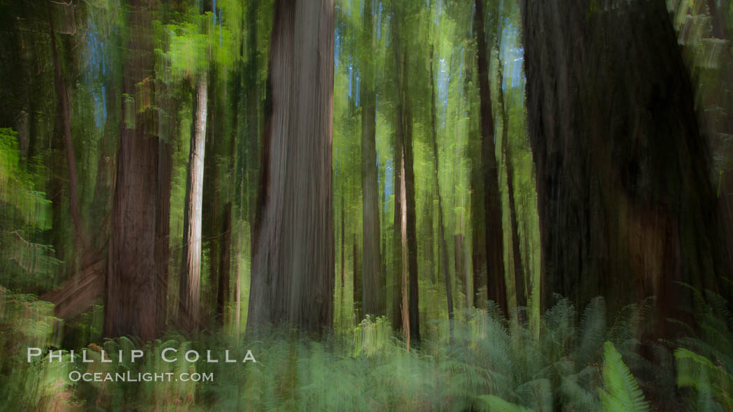 Douglas fir and coast redwood trees, Jedediah Smith State Park. California, USA, natural history stock photograph, photo id 25853