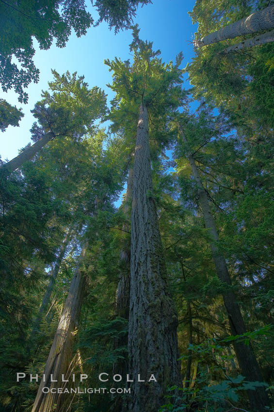 Ancient Douglas fir trees in Cathedral Grove.  Cathedral Grove is home to huge, ancient, old-growth Douglas fir trees.  About 300 years ago a fire killed most of the trees in this grove, but a small number of trees survived and were the originators of what is now Cathedral Grove.  Western redcedar trees grow in adundance in the understory below the taller Douglas fir trees. MacMillan Provincial Park, Vancouver Island, British Columbia, Canada, Pseudotsuga menziesii, natural history stock photograph, photo id 21026