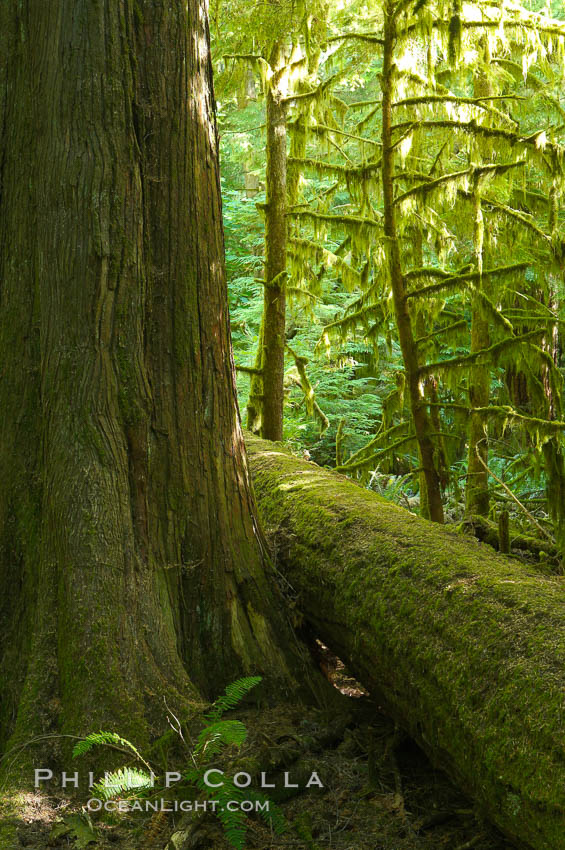 Ancient Douglas fir trees in Cathedral Grove.  Cathedral Grove is home to huge, ancient, old-growth Douglas fir trees.  About 300 years ago a fire killed most of the trees in this grove, but a small number of trees survived and were the originators of what is now Cathedral Grove.  Western redcedar trees grow in adundance in the understory below the taller Douglas fir trees. MacMillan Provincial Park, Vancouver Island, British Columbia, Canada, Pseudotsuga menziesii, natural history stock photograph, photo id 21038
