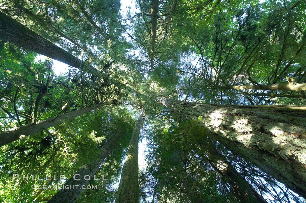 Ancient Douglas fir trees in Cathedral Grove.  Cathedral Grove is home to huge, ancient, old-growth Douglas fir trees.  About 300 years ago a fire killed most of the trees in this grove, but a small number of trees survived and were the originators of what is now Cathedral Grove.  Western redcedar trees grow in adundance in the understory below the taller Douglas fir trees. MacMillan Provincial Park, Vancouver Island, British Columbia, Canada, Pseudotsuga menziesii, natural history stock photograph, photo id 21032