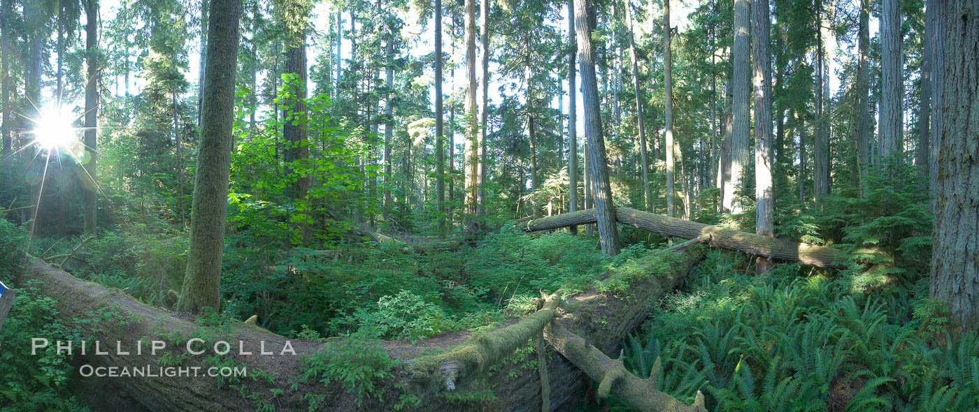 Cathedral Grove panorama, showing tall old-growth Douglas Fir trees. Cathedral Grove is home to huge, ancient, old-growth Douglas fir trees.  About 300 years ago a fire killed most of the trees in this grove, but a small number of trees survived and were the originators of what is now Cathedral Grove.  Western redcedar trees grow in adundance in the understory below the taller Douglas fir trees. MacMillan Provincial Park, Vancouver Island, British Columbia, Canada, Pseudotsuga menziesii, natural history stock photograph, photo id 21023