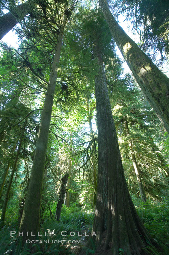 Ancient Douglas fir trees in Cathedral Grove.  Cathedral Grove is home to huge, ancient, old-growth Douglas fir trees.  About 300 years ago a fire killed most of the trees in this grove, but a small number of trees survived and were the originators of what is now Cathedral Grove.  Western redcedar trees grow in adundance in the understory below the taller Douglas fir trees. MacMillan Provincial Park, Vancouver Island, British Columbia, Canada, Pseudotsuga menziesii, natural history stock photograph, photo id 21035