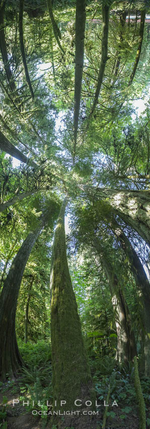 Ancient Douglas fir trees in Cathedral Grove.  Cathedral Grove is home to huge, ancient, old-growth Douglas fir trees.  About 300 years ago a fire killed most of the trees in this grove, but a small number of trees survived and were the originators of what is now Cathedral Grove.  Western redcedar trees grow in adundance in the understory below the taller Douglas fir trees. MacMillan Provincial Park, Vancouver Island, British Columbia, Canada, Pseudotsuga menziesii, natural history stock photograph, photo id 22457