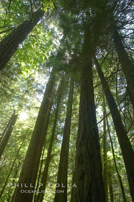 Ancient Douglas fir trees in Cathedral Grove.  Cathedral Grove is home to huge, ancient, old-growth Douglas fir trees.  About 300 years ago a fire killed most of the trees in this grove, but a small number of trees survived and were the originators of what is now Cathedral Grove.  Western redcedar trees grow in adundance in the understory below the taller Douglas fir trees. MacMillan Provincial Park, Vancouver Island, British Columbia, Canada, Pseudotsuga menziesii, natural history stock photograph, photo id 21042