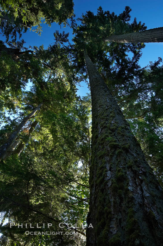 Ancient Douglas fir trees in Cathedral Grove.  Cathedral Grove is home to huge, ancient, old-growth Douglas fir trees.  About 300 years ago a fire killed most of the trees in this grove, but a small number of trees survived and were the originators of what is now Cathedral Grove.  Western redcedar trees grow in adundance in the understory below the taller Douglas fir trees. MacMillan Provincial Park, Vancouver Island, British Columbia, Canada, Pseudotsuga menziesii, natural history stock photograph, photo id 21024