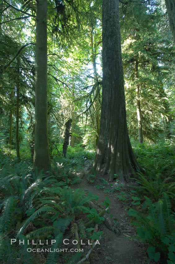 Ancient Douglas fir trees in Cathedral Grove.  Cathedral Grove is home to huge, ancient, old-growth Douglas fir trees.  About 300 years ago a fire killed most of the trees in this grove, but a small number of trees survived and were the originators of what is now Cathedral Grove.  Western redcedar trees grow in adundance in the understory below the taller Douglas fir trees. MacMillan Provincial Park, Vancouver Island, British Columbia, Canada, Pseudotsuga menziesii, natural history stock photograph, photo id 21036