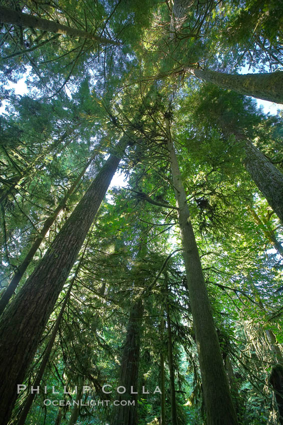 Ancient Douglas fir trees in Cathedral Grove.  Cathedral Grove is home to huge, ancient, old-growth Douglas fir trees.  About 300 years ago a fire killed most of the trees in this grove, but a small number of trees survived and were the originators of what is now Cathedral Grove.  Western redcedar trees grow in adundance in the understory below the taller Douglas fir trees. MacMillan Provincial Park, Vancouver Island, British Columbia, Canada, Pseudotsuga menziesii, natural history stock photograph, photo id 21027