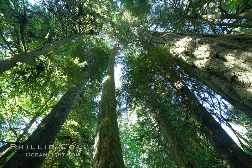 Ancient Douglas fir trees in Cathedral Grove.  Cathedral Grove is home to huge, ancient, old-growth Douglas fir trees.  About 300 years ago a fire killed most of the trees in this grove, but a small number of trees survived and were the originators of what is now Cathedral Grove.  Western redcedar trees grow in adundance in the understory below the taller Douglas fir trees. MacMillan Provincial Park, Vancouver Island, British Columbia, Canada, Pseudotsuga menziesii, natural history stock photograph, photo id 21033