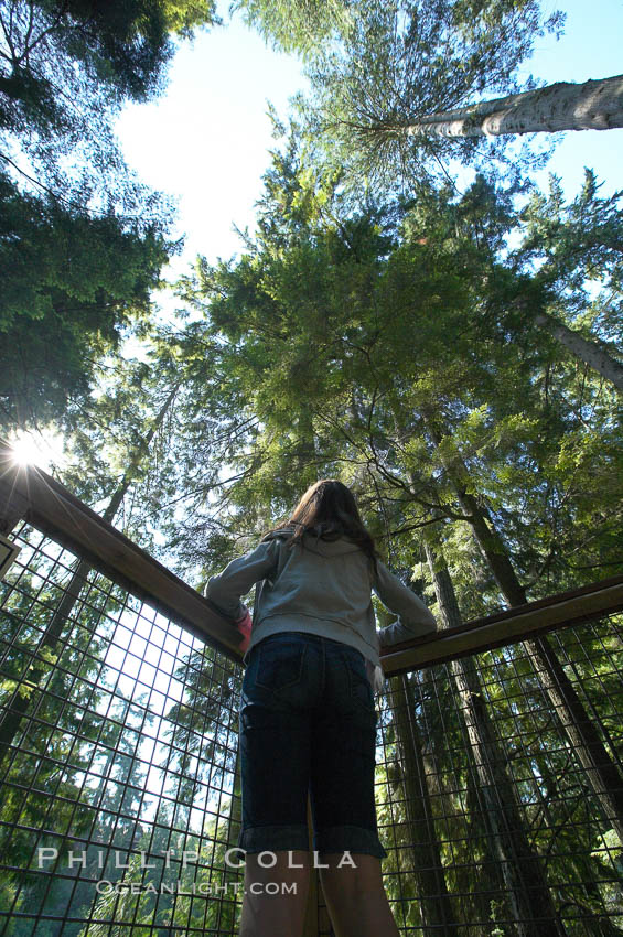 Douglas fir and Western hemlock trees reach for the sky in a British Columbia temperate rainforest. Capilano Suspension Bridge, Vancouver, Canada, natural history stock photograph, photo id 21158