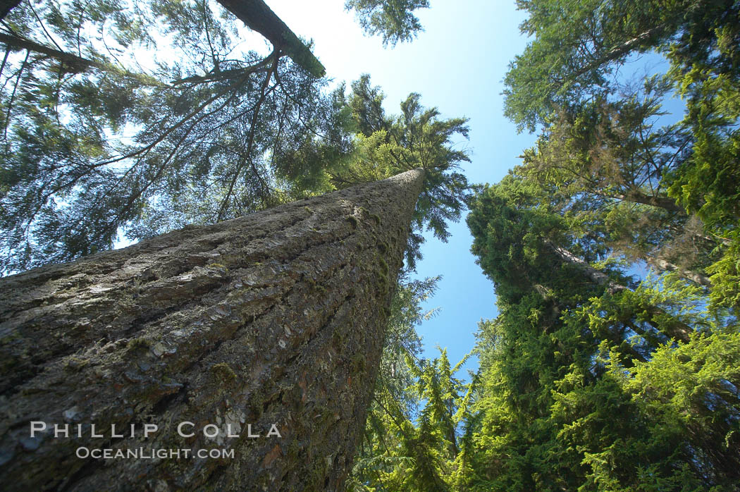 Douglas fir and Western hemlock trees reach for the sky in a British Columbia temperate rainforest. Capilano Suspension Bridge, Vancouver, Canada, natural history stock photograph, photo id 21157