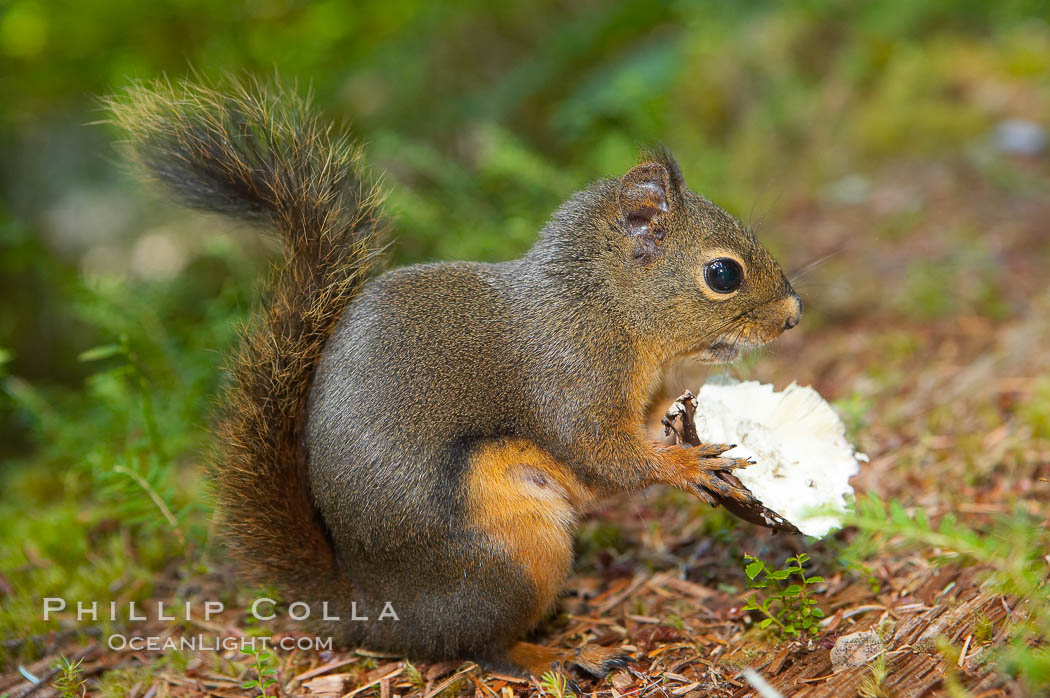 Douglas squirrel, a common rodent in coniferous forests in western North American, eats a mushroom, Hoh rainforest. Hoh Rainforest, Olympic National Park, Washington, USA, Tamiasciurus douglasii, natural history stock photograph, photo id 13777