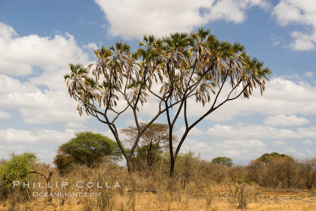 Doum Palm tree, Meru National Park, Kenya., Hyphaene thebaica, natural history stock photograph, photo id 29609