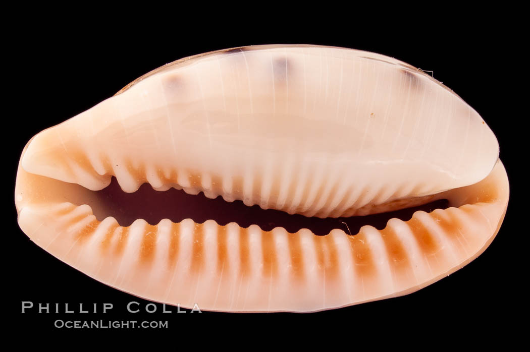 Dragon Caurica Cowrie., Cypraea caurica dracaena, natural history stock photograph, photo id 08386