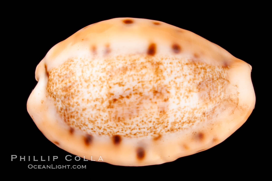 Dragon Caurica Cowrie., Cypraea caurica dracaena corrosa, natural history stock photograph, photo id 07997