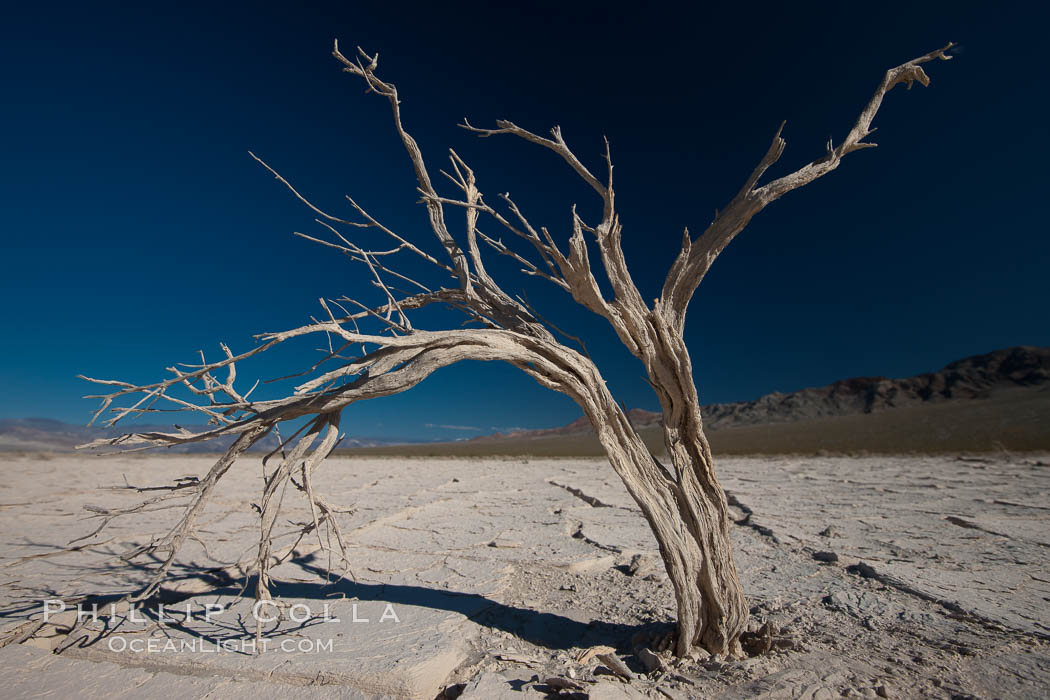 Dried tree and barren, arid mud flats, Eureka Valley. Death Valley National Park, California, USA, natural history stock photograph, photo id 25337