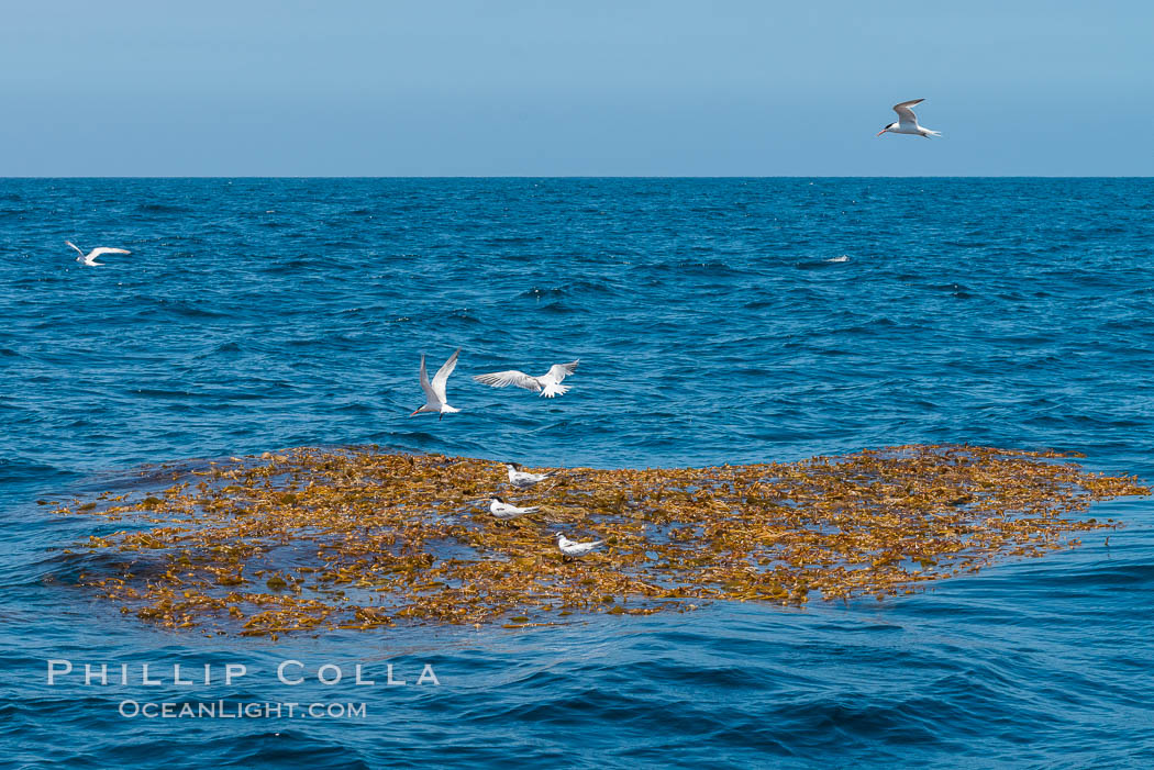 Drift kelp, a kelp paddy, floating patch of kelp on the open ocean which attracts marine life and forms of moving oasis of life, an open ocean habitat. San Diego, California, USA, natural history stock photograph, photo id 30984