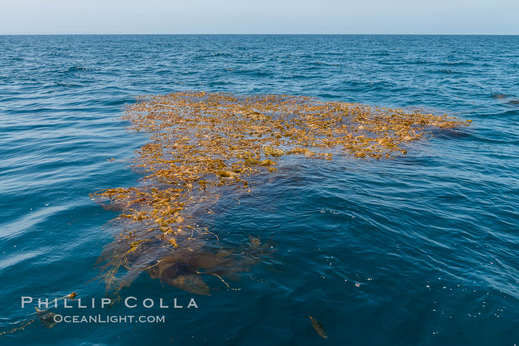 Drift kelp, a kelp paddy, floating patch of kelp on the open ocean which attracts marine life and forms of moving oasis of life, an open ocean habitat. San Diego, California, USA, natural history stock photograph, photo id 30985