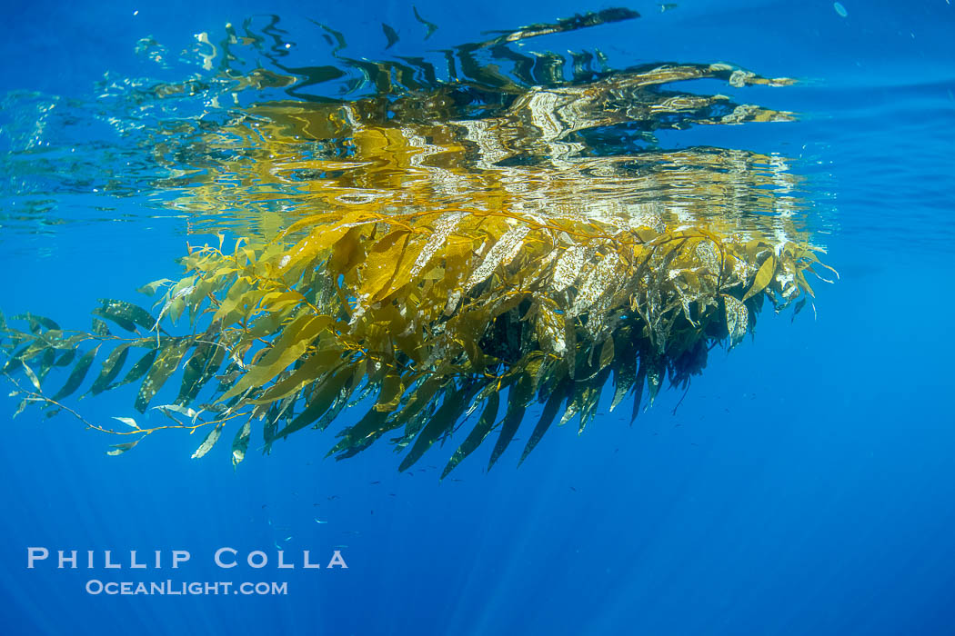 Drift kelp paddy floating on the ocean surface, San Diego. California, USA, Macrocystis pyrifera, natural history stock photograph, photo id 38533