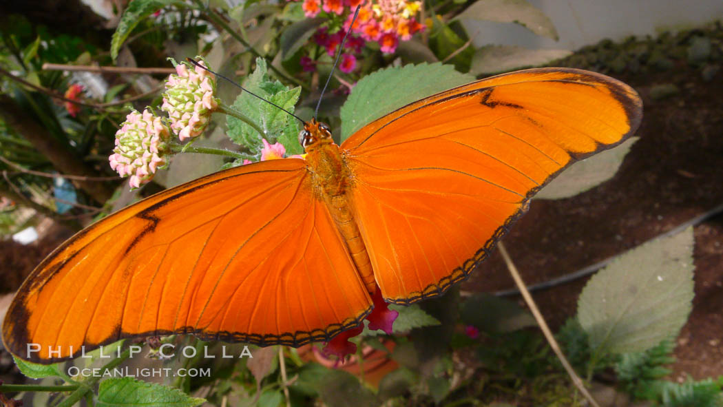 Julia butterfly. British Columbia, Canada, Dryas julia, natural history stock photograph, photo id 21193