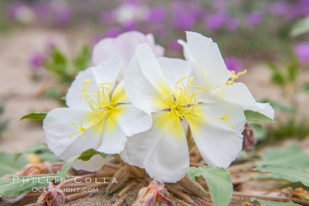 Dune Evening Primrose bloom in Anza Borrego Desert State Park. Anza-Borrego Desert State Park, Borrego Springs, California, USA, Oenothera deltoides, natural history stock photograph, photo id 35116