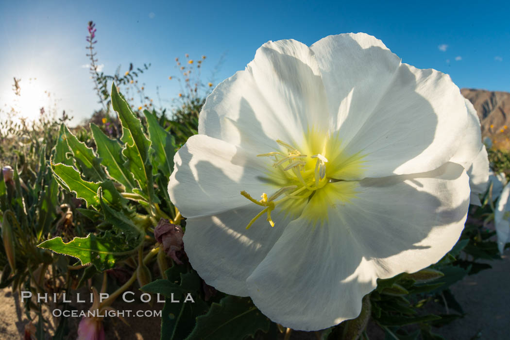 Dune Evening Primrose bloom in Anza Borrego Desert State Park. Anza-Borrego Desert State Park, Borrego Springs, California, USA, Oenothera deltoides, natural history stock photograph, photo id 35204