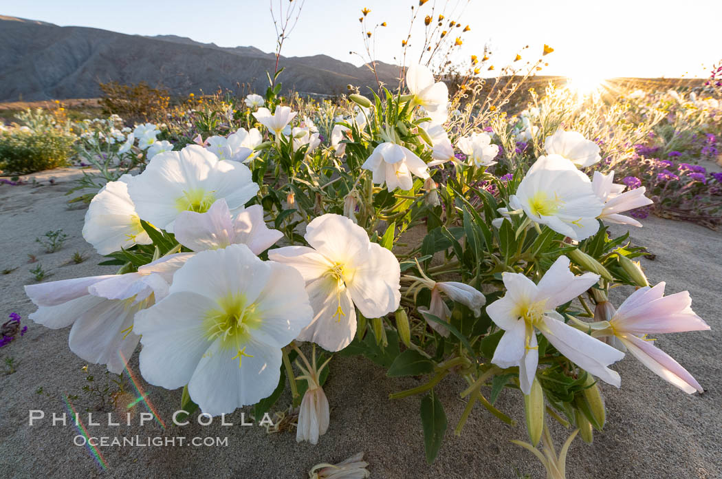 Dune Evening Primrose bloom in Anza Borrego Desert State Park. Anza-Borrego Desert State Park, Borrego Springs, California, USA, Oenothera deltoides, natural history stock photograph, photo id 35216