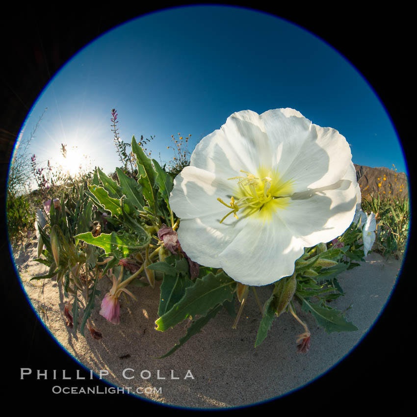 Dune Evening Primrose bloom in Anza Borrego Desert State Park. Anza-Borrego Desert State Park, Borrego Springs, California, USA, Oenothera deltoides, natural history stock photograph, photo id 35203