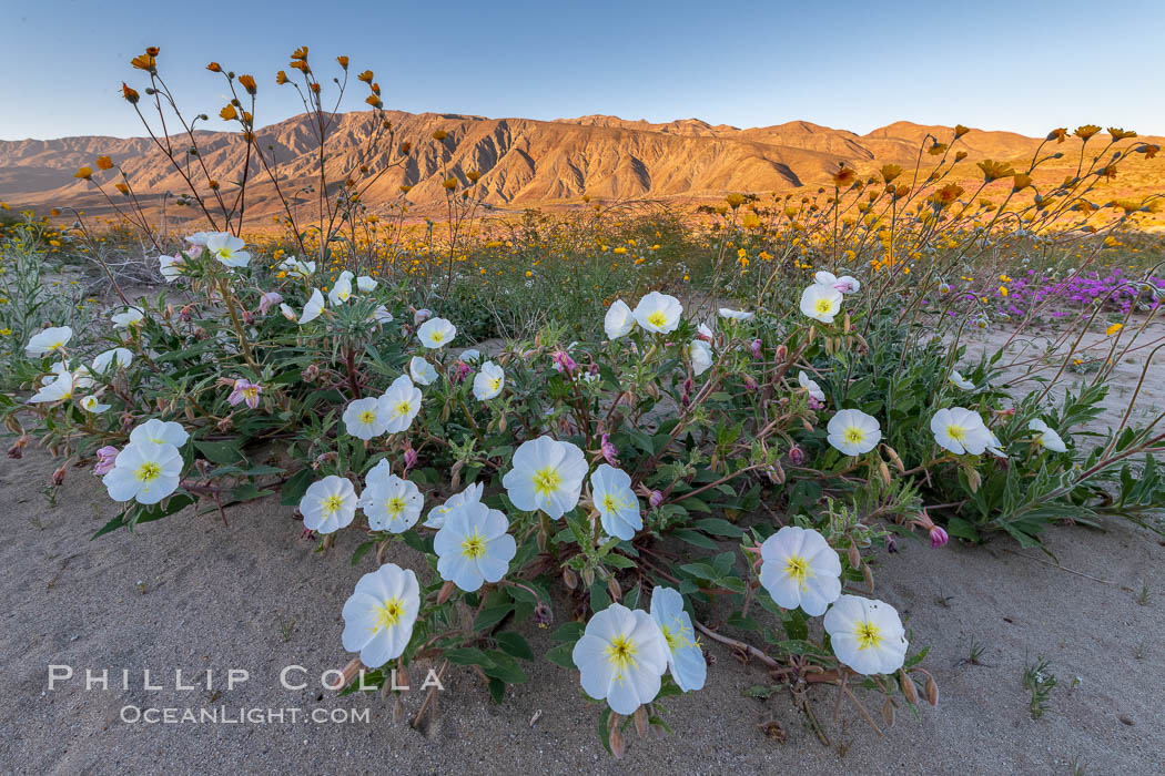 Dune Evening Primrose bloom in Anza Borrego Desert State Park, Oenothera deltoides, Anza-Borrego Desert State Park, Borrego Springs, California