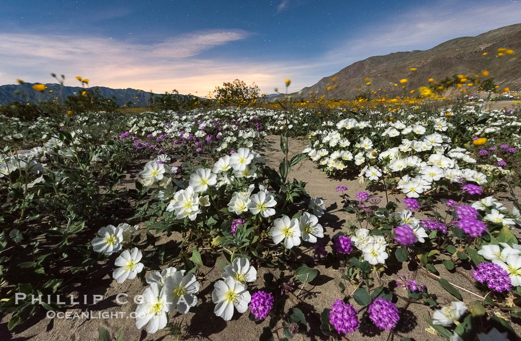 Dune Evening Primrose bloom under the stars in Anza Borrego Desert State Park, during the 2017 Superbloom. Anza-Borrego Desert State Park, Borrego Springs, California, USA, Oenothera deltoides, natural history stock photograph, photo id 33165