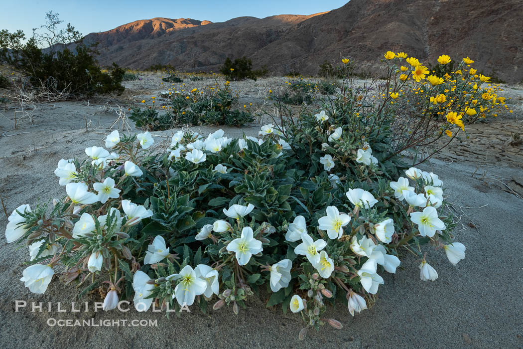 Dune Evening Primrose bloom in winter in Anza Borrego Desert State Park, rare winter 2022/2023 bloom. Anza-Borrego Desert State Park, Borrego Springs, California, USA, natural history stock photograph, photo id 38932