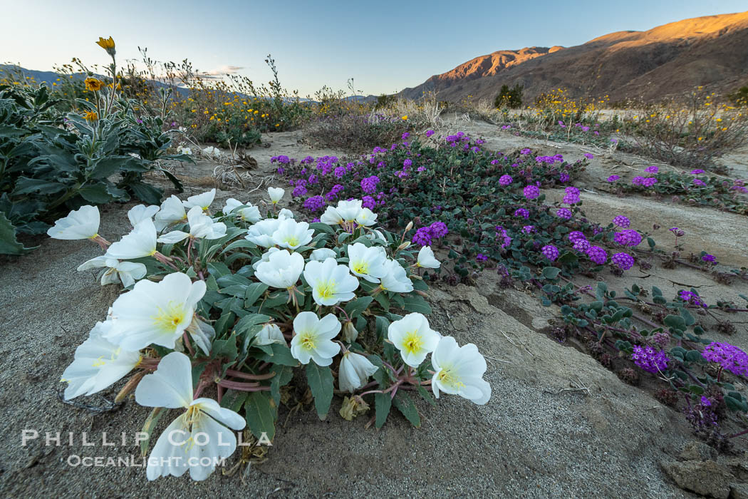 Dune Evening Primrose bloom in winter in Anza Borrego Desert State Park, rare winter 2022/2023 bloom. Anza-Borrego Desert State Park, Borrego Springs, California, USA, natural history stock photograph, photo id 38931