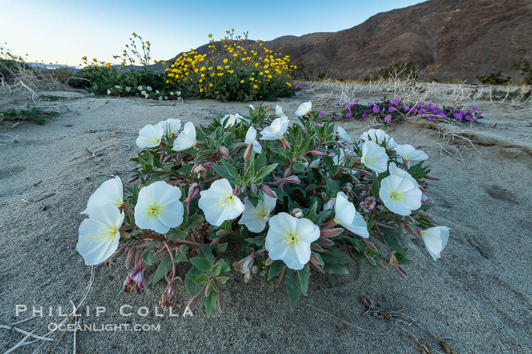 Dune Evening Primrose bloom in winter in Anza Borrego Desert State Park, rare winter 2022/2023 bloom. Anza-Borrego Desert State Park, Borrego Springs, California, USA, natural history stock photograph, photo id 38933