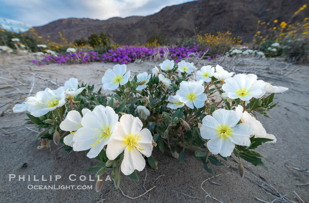Dune Evening Primrose in the Coyote Canyon Wash During Unusual Winter Bloom in January, fall monsoon rains led to a very unusual winter bloom in December and January in Anza Borrego Desert State Park in 2022/2023. Anza-Borrego Desert State Park, Borrego Springs, California, USA, natural history stock photograph, photo id 39036
