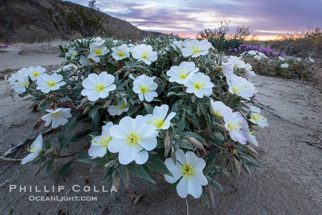 Dune Evening Primrose in the Coyote Canyon Wash During Unusual Winter Bloom in January, fall monsoon rains led to a very unusual winter bloom in December and January in Anza Borrego Desert State Park in 2022/2023. Anza-Borrego Desert State Park, Borrego Springs, California, USA, natural history stock photograph, photo id 39035