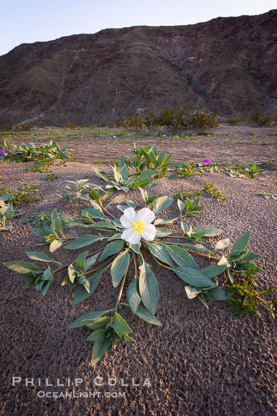 Dune Evening Primrose bloom in Anza Borrego Desert State Park, during the 2017 Superbloom. Anza-Borrego Desert State Park, Borrego Springs, California, USA, Oenothera deltoides, natural history stock photograph, photo id 33114