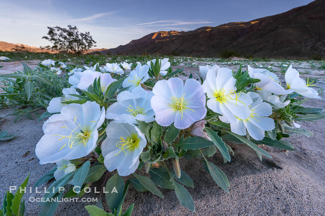 Dune Evening Primrose bloom in Anza Borrego Desert State Park, during the 2017 Superbloom. Anza-Borrego Desert State Park, Borrego Springs, California, USA, Oenothera deltoides, natural history stock photograph, photo id 33126