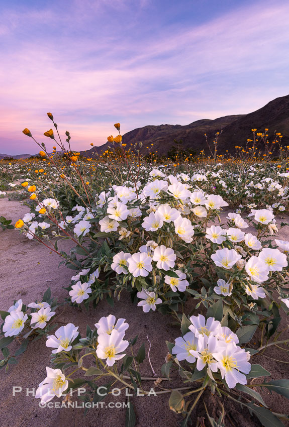 Dune Evening Primrose bloom in Anza Borrego Desert State Park, during the 2017 Superbloom. Anza-Borrego Desert State Park, Borrego Springs, California, USA, Oenothera deltoides, natural history stock photograph, photo id 33170