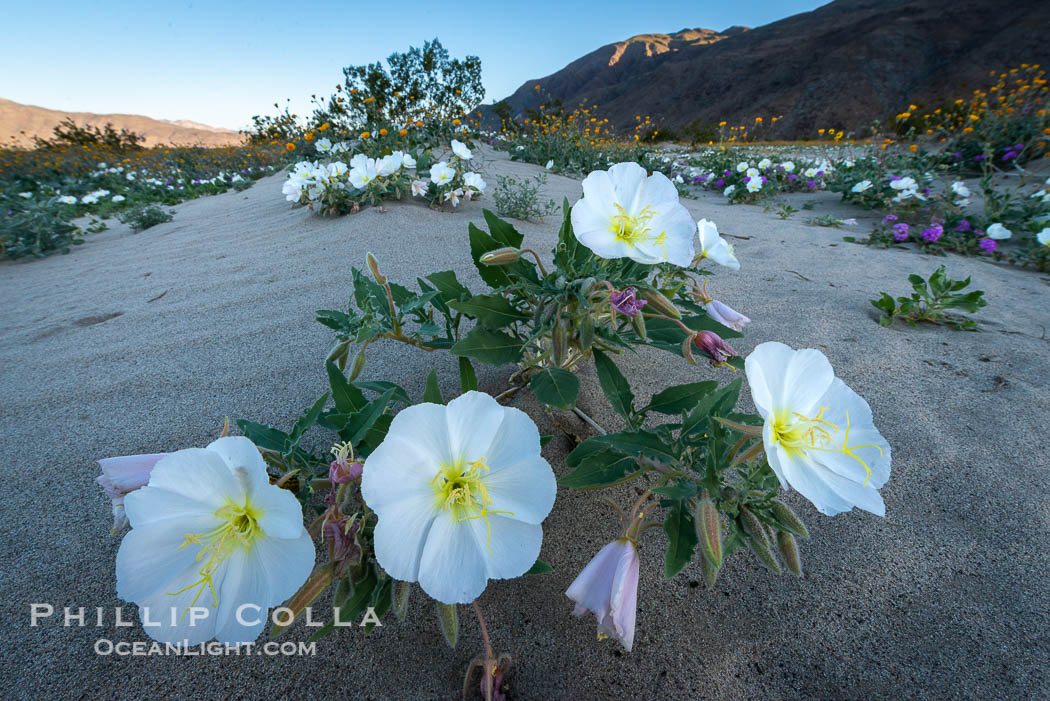 Dune Evening Primrose bloom in Anza Borrego Desert State Park, during the 2017 Superbloom. Anza-Borrego Desert State Park, Borrego Springs, California, USA, Oenothera deltoides, natural history stock photograph, photo id 33218